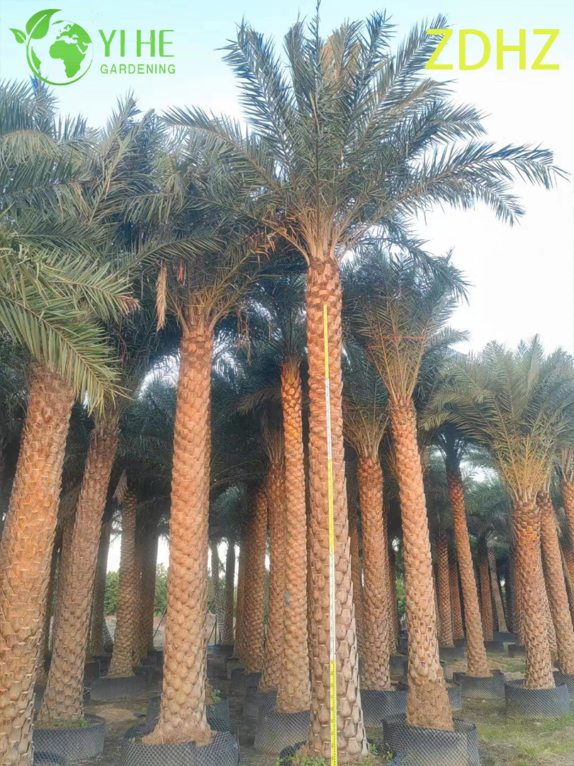 थोक मेडजूल डेट पाम (फीनिक्स डैक्टिलिफेरा) - लंबे हार्डी पाम