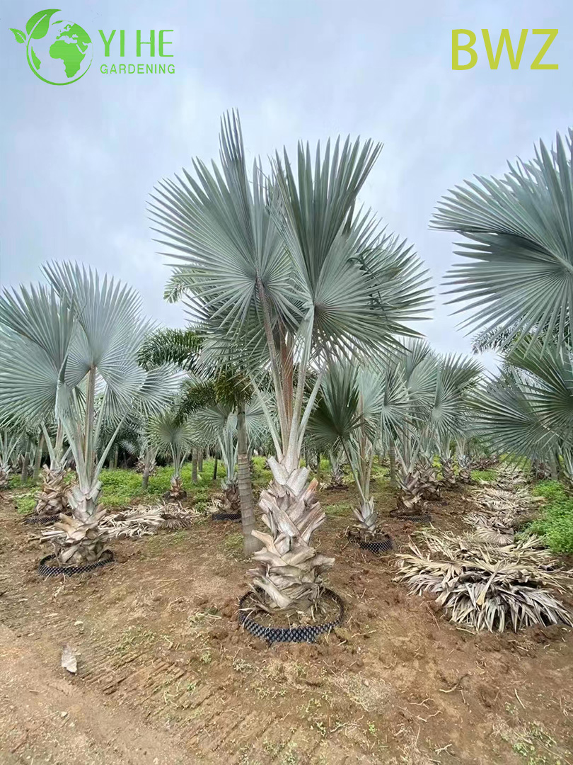 Venta al por mayor para paisajismo al aire libre, decoraci&oacute;n de jardines y proyectos comerciales