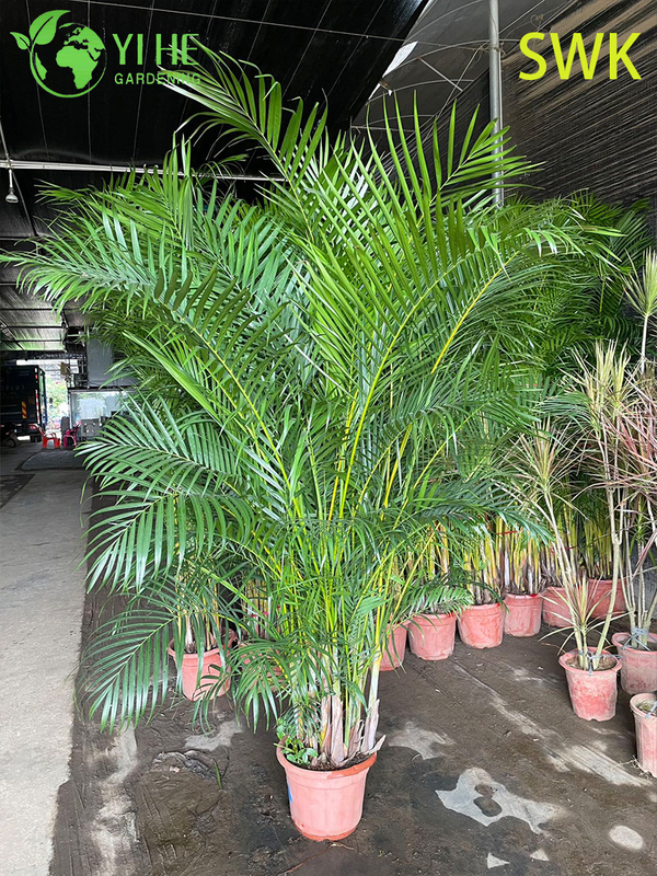 Chrysalidocarpus lutescens Tropische immergr&uuml;ne Palme f&uuml;r die Dekoration im Innen- und Au&szlig;enbereich