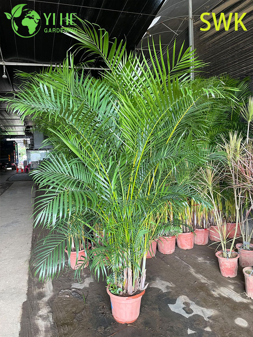 Chrysalidocarpus lutescens Tropische immergr&uuml;ne Palme f&uuml;r die Dekoration im Innen- und Au&szlig;enbereich