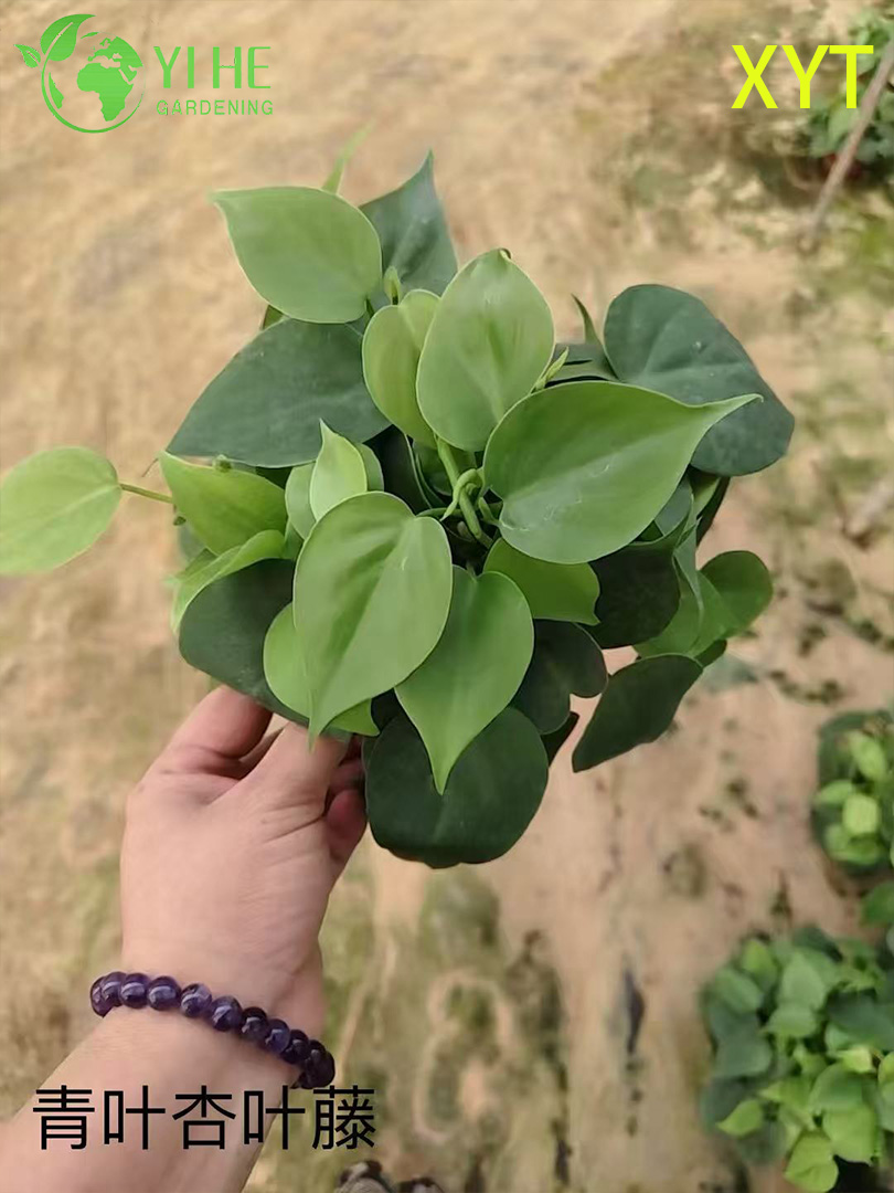 Оптовые горшечные растения Syngonium Podophyllum для внутреннего декора висячей листвы