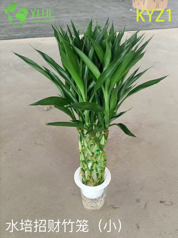 Горшечные растения Lucky Bamboo Dracaena оптом для домашнего декора и подарков