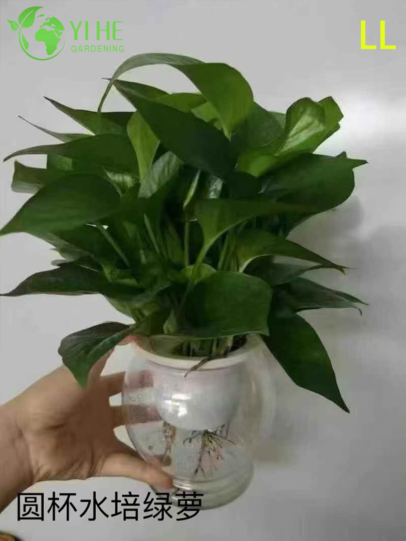 Оптовые горшечные растения Epipremnum Aureum для подвесного декора для очистки воздуха в помещении