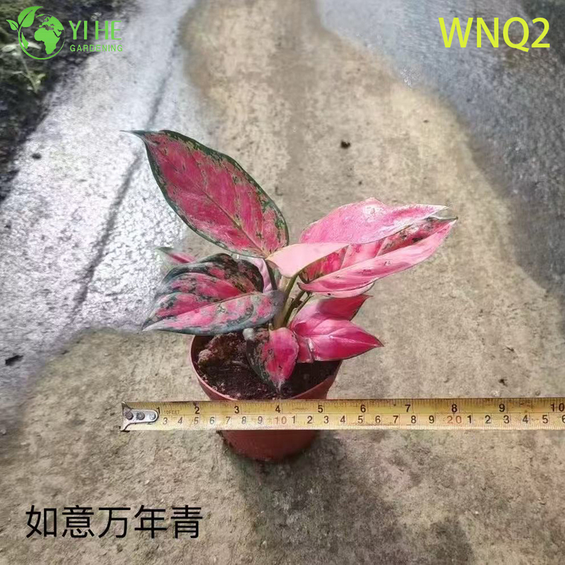 Piante di Aglaonema all'ingrosso - Fogliame tropicale resistente per la decorazione di interni