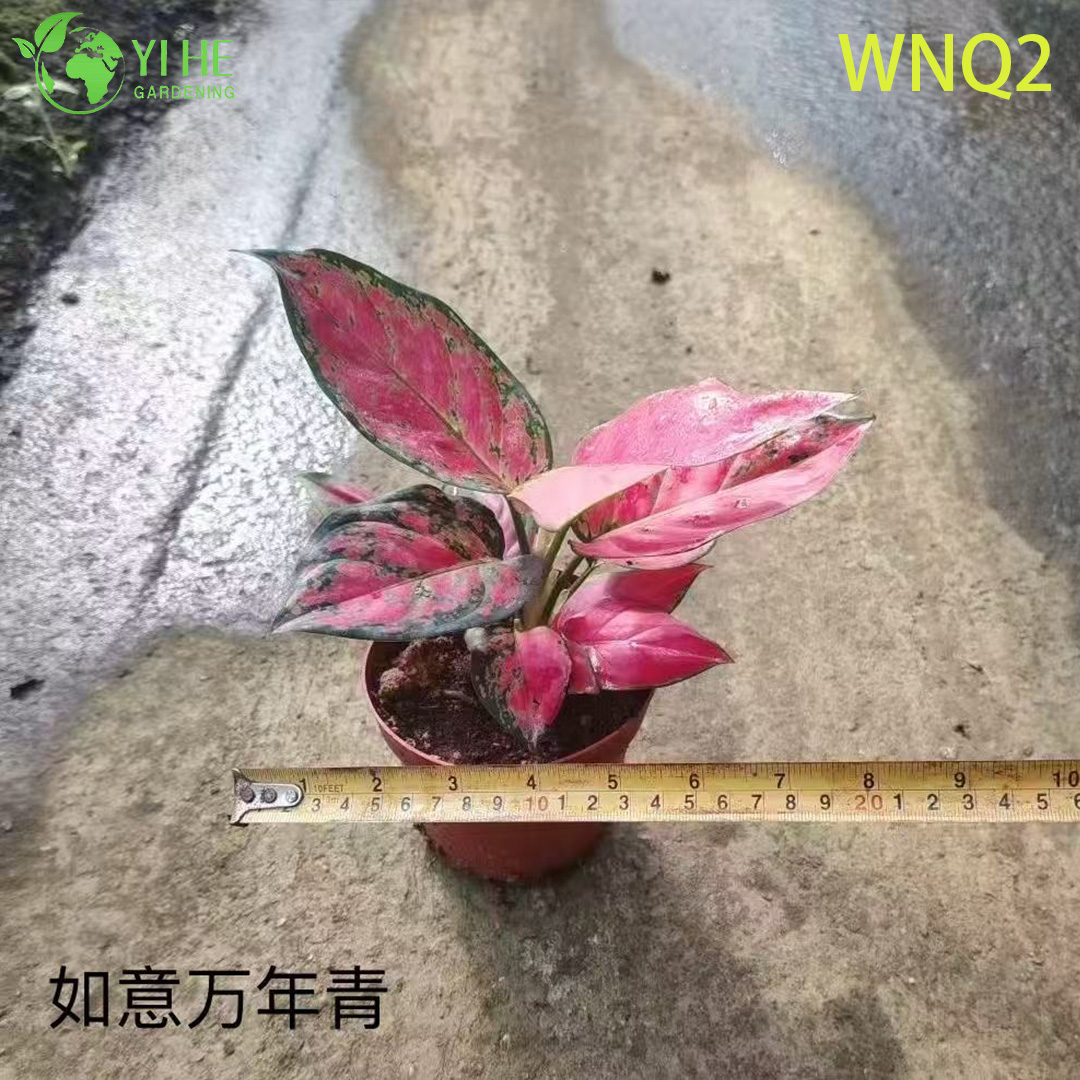 Piante di Aglaonema all'ingrosso - Fogliame tropicale resistente per la decorazione di interni