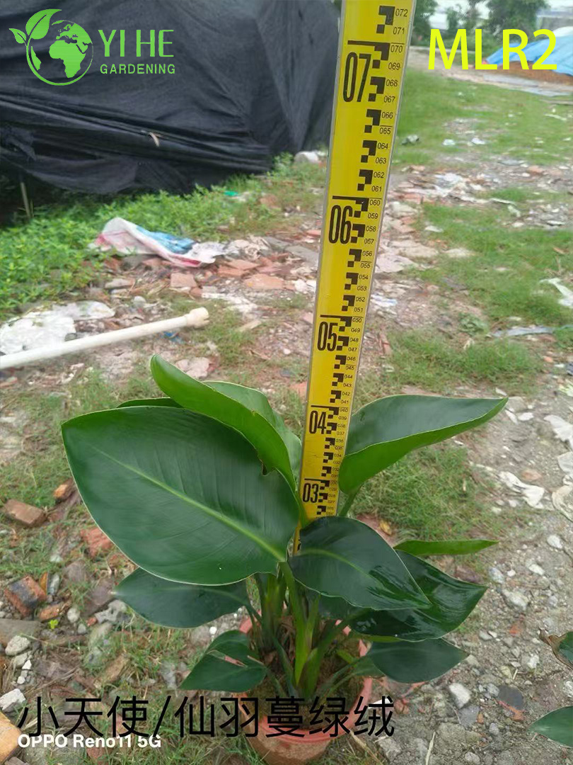 Plantas de filodendro al por mayor - Follaje tropical para paisajismo decorativo interior y exterior