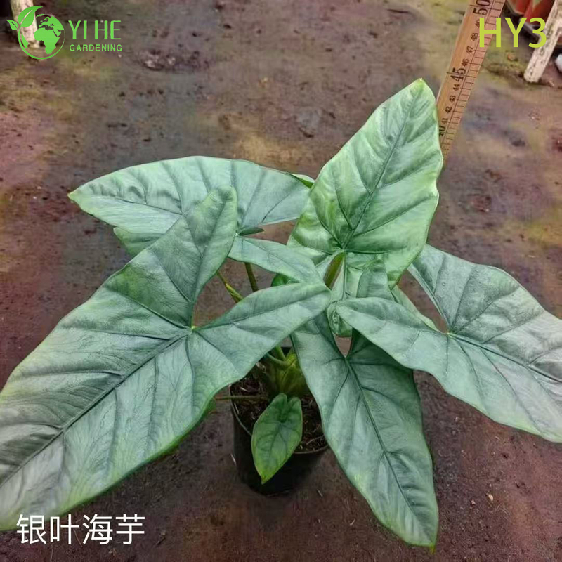 ፕሪሚየም ትልቅ - ቅጠል Alocasia ለጅምላ ወደ ውጭ መላክ ማስጌጥ እና የመሬት ገጽታ