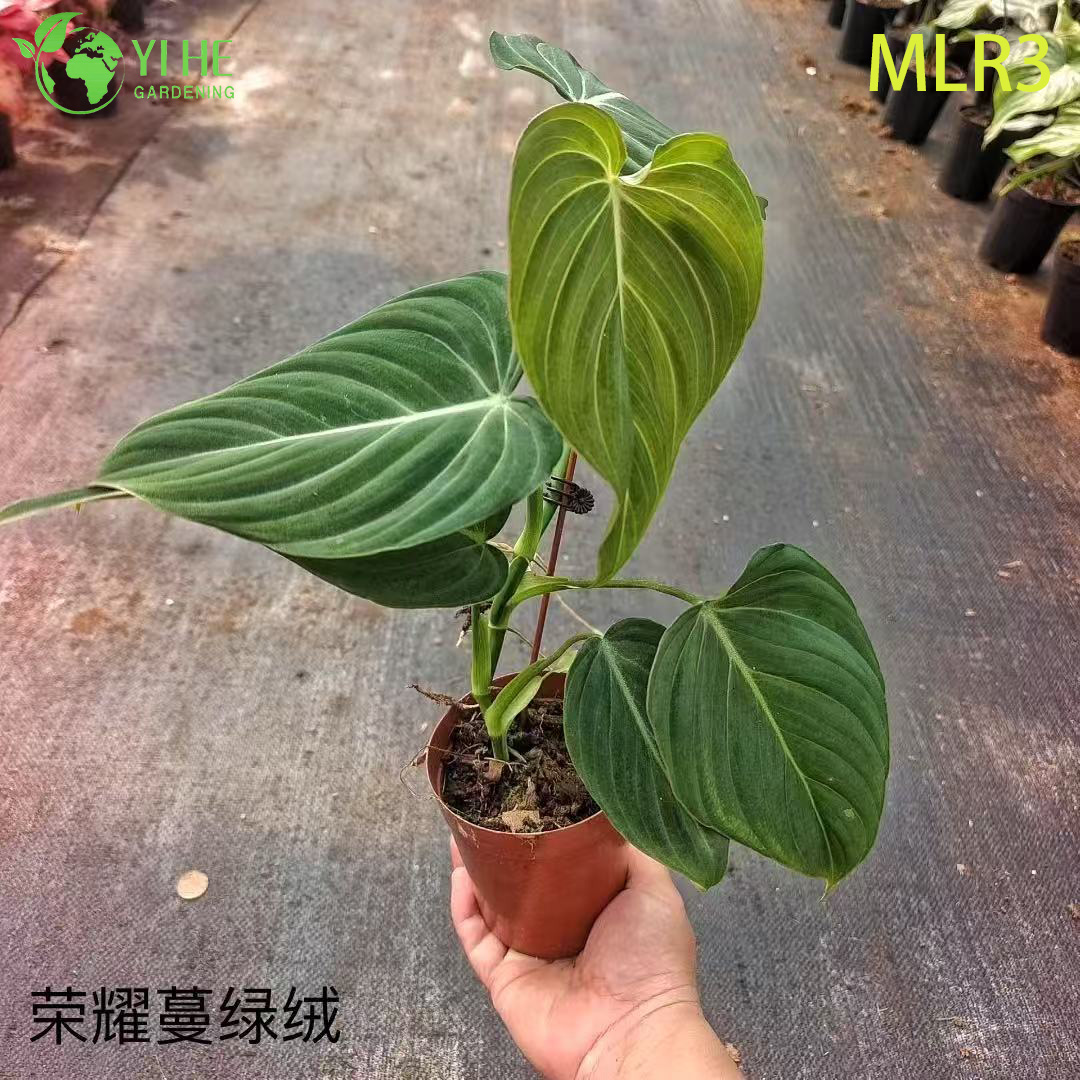 Venda por atacado de plantas tropicais de filodendro para decora&ccedil;&atilde;o interna e externa
