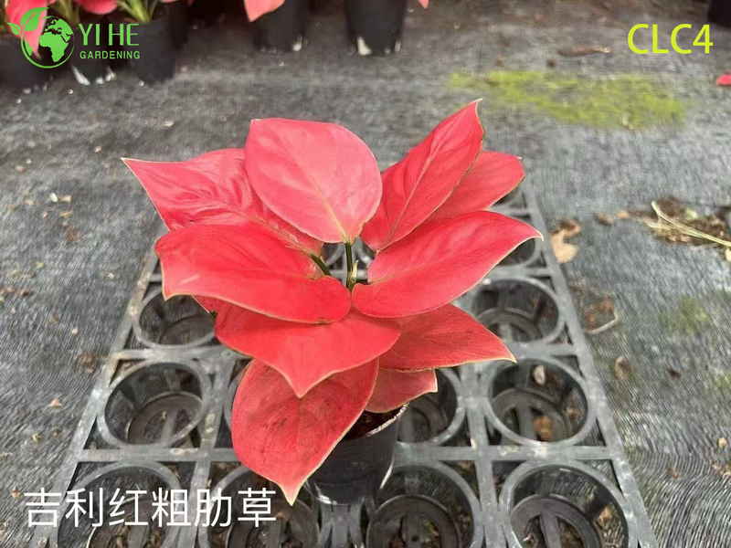 الجملة نباتات Aglaonema الاستوائية للديكور الداخلي والخارجي