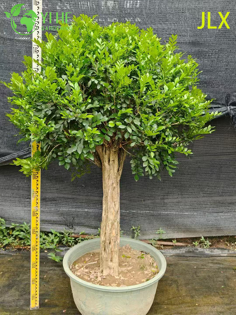 គ្រឿងលម្អ Potted Murraya exotica L. សម្រាប់រោងចក្រនាំចេញ