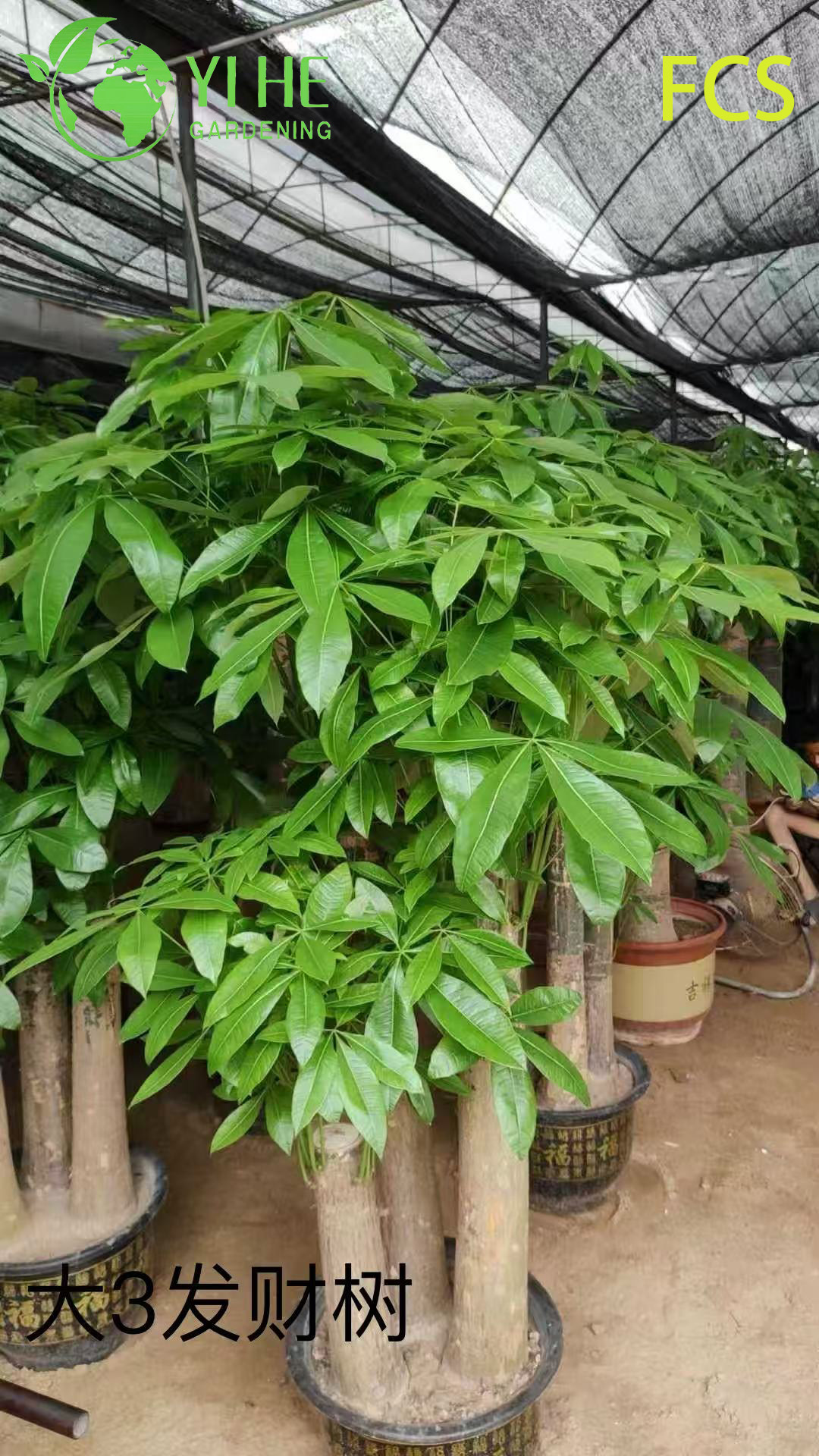 B&aacute;n bu&ocirc;n chậu c&acirc;y Pachira Aquatica cho văn ph&ograve;ng trong nh&agrave; & trang tr&iacute; nội thất