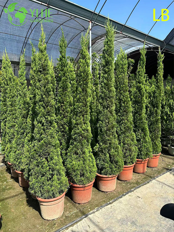 Bonsai ornamentale maturo Sabina chinensis (Kaizuca) per la decorazione del giardino