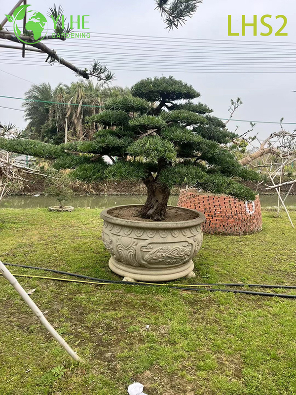សិល្បៈ - រាង Podocarpus Bonsai សម្រាប់ការបង្ហាញសួន