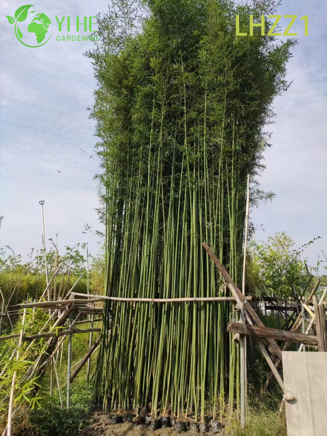 ច្រើនប្រើដើមឫស្សីសម្រាប់លម្អសួនច្បារ