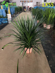 Dracaena draco كثيف الحجم للديكور الداخلي باللون الأخضر