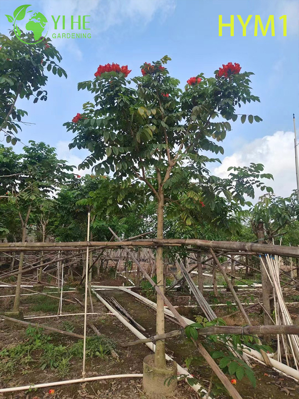 Albero fiorito ornamentale nativo di Spathodea campanulata