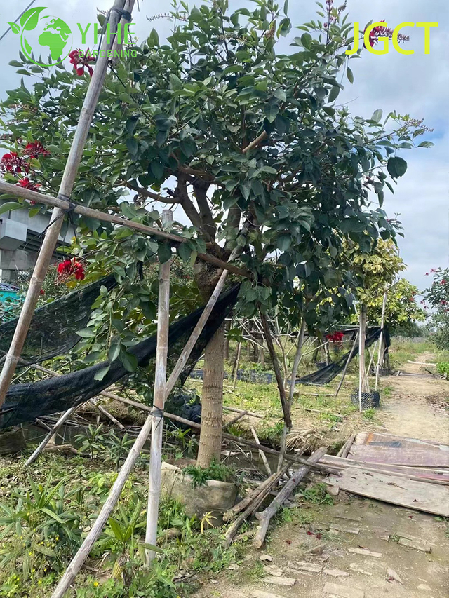 Ornamental Red Erythrina crista - &aacute;rvore florida galli