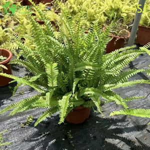 निर्यात संयंत्र के लिए थोक सदाबहार सजावटी किडनी फ़र्न