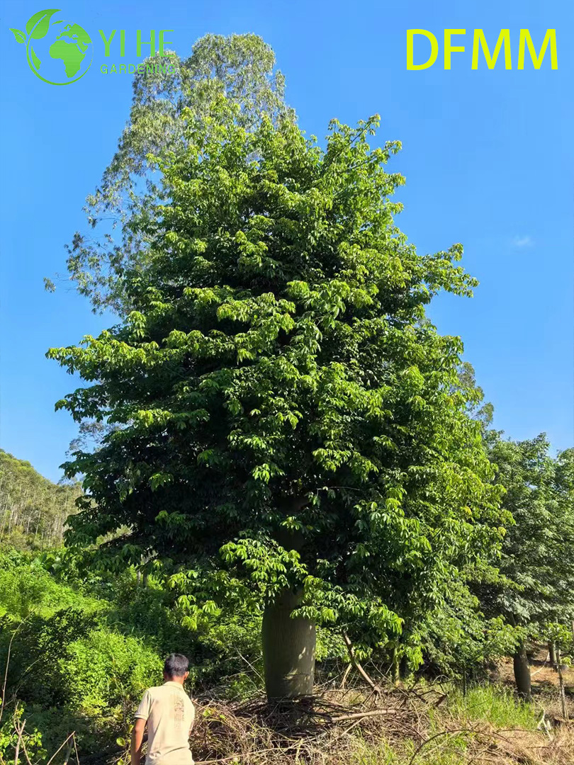 Оптовая продажа вечнозеленых декоративных деревьев Ceiba Speciosa для экспорта в сад и ландшафтный дизайн
