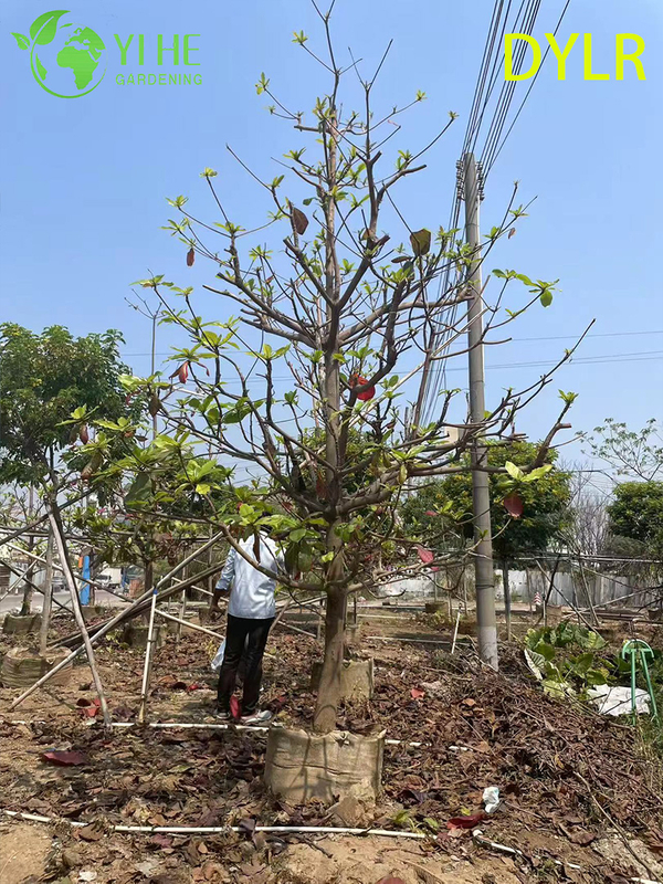 Gro&szlig;handel mit dekorativem Terminalia-Catappa-Baum, gro&szlig;bl&auml;ttrige Mandel f&uuml;r den Export im Garten- und Landschaftsbau