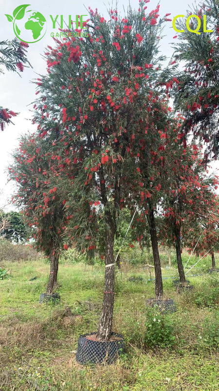 លក់ដុំ Callistemon viminalis ផ្កាឈើដើម្បីលម្អ រុក្ខជាតិសួននាំចេញ