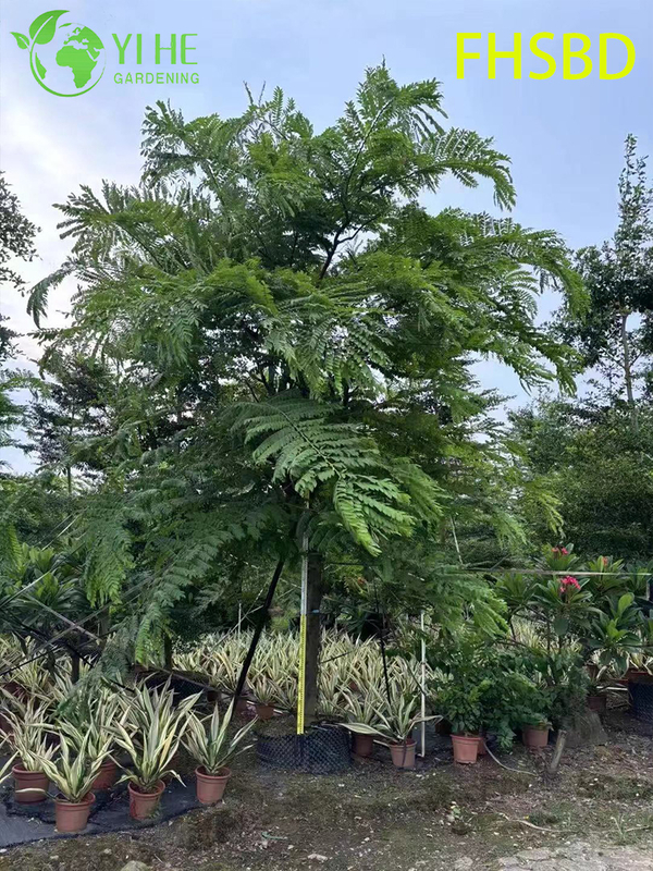 M&agrave;u hồng trang tr&iacute; - Hoa Cassia Javanica, C&acirc;y Cassia hồng trong vườn nhiệt đới, C&acirc;y Cassia Javanica ra hoa thường xanh, M&agrave;u hồng cảnh - Blossom Cassia