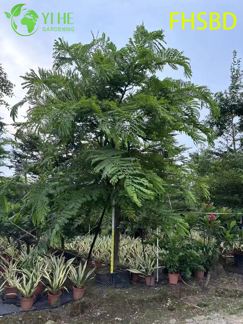M&agrave;u hồng trang tr&iacute; - Hoa Cassia Javanica, C&acirc;y Cassia hồng trong vườn nhiệt đới, C&acirc;y Cassia Javanica ra hoa thường xanh, M&agrave;u hồng cảnh - Blossom Cassia