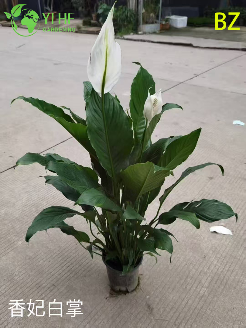 Venta al por mayor de plantas en macetas de Spathiphyllum blanco para decoraci&oacute;n purificadora de aire en interiores