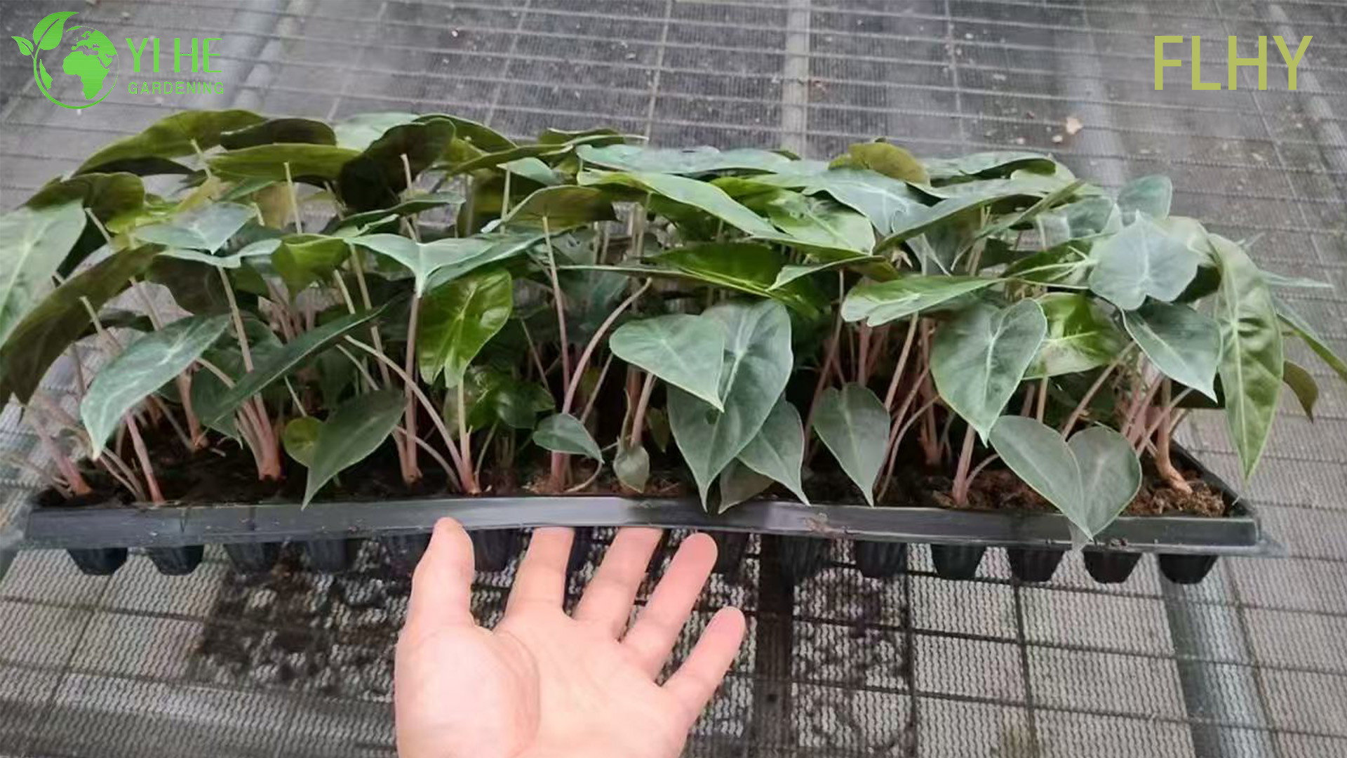 تصدير الجملة شتلات التنين الوردي Alocasia | شتلات أوراق الزينة الاستوائية