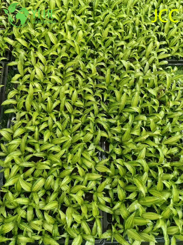 Exporta&ccedil;&atilde;o por atacado de mudas de folhagem tropical com brilho dourado | Mudas de Plantas Ornamentais