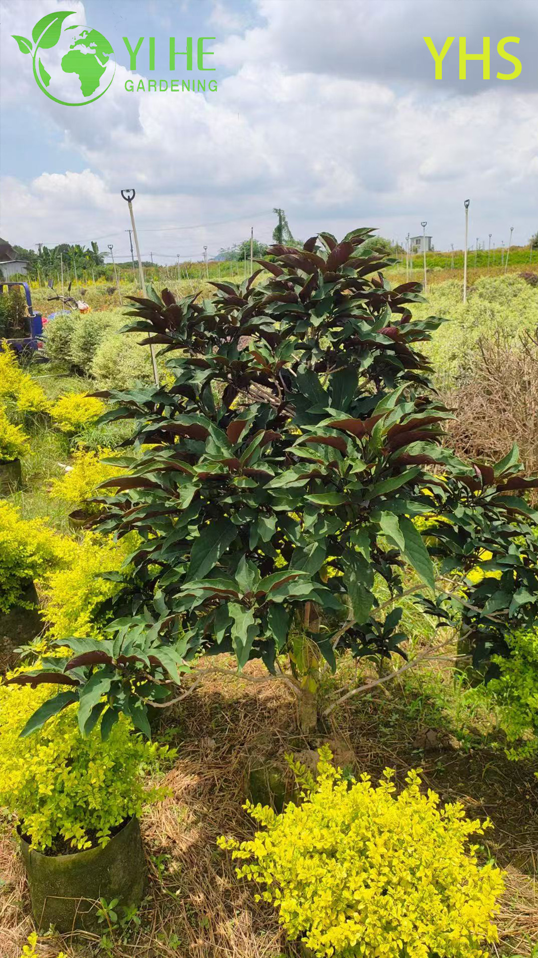 Фейерверк Дерево Декоративный Цветок Тропический Сад Растение Клеродендрум Четырехглазный