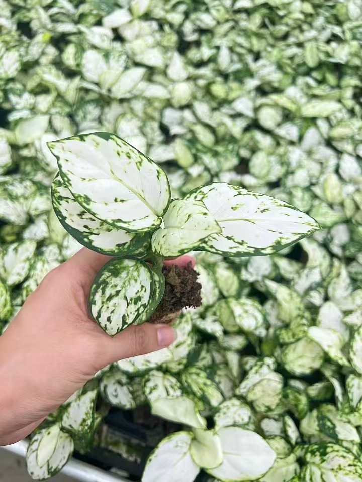 Semis d'Aglaonema blanc Valentine