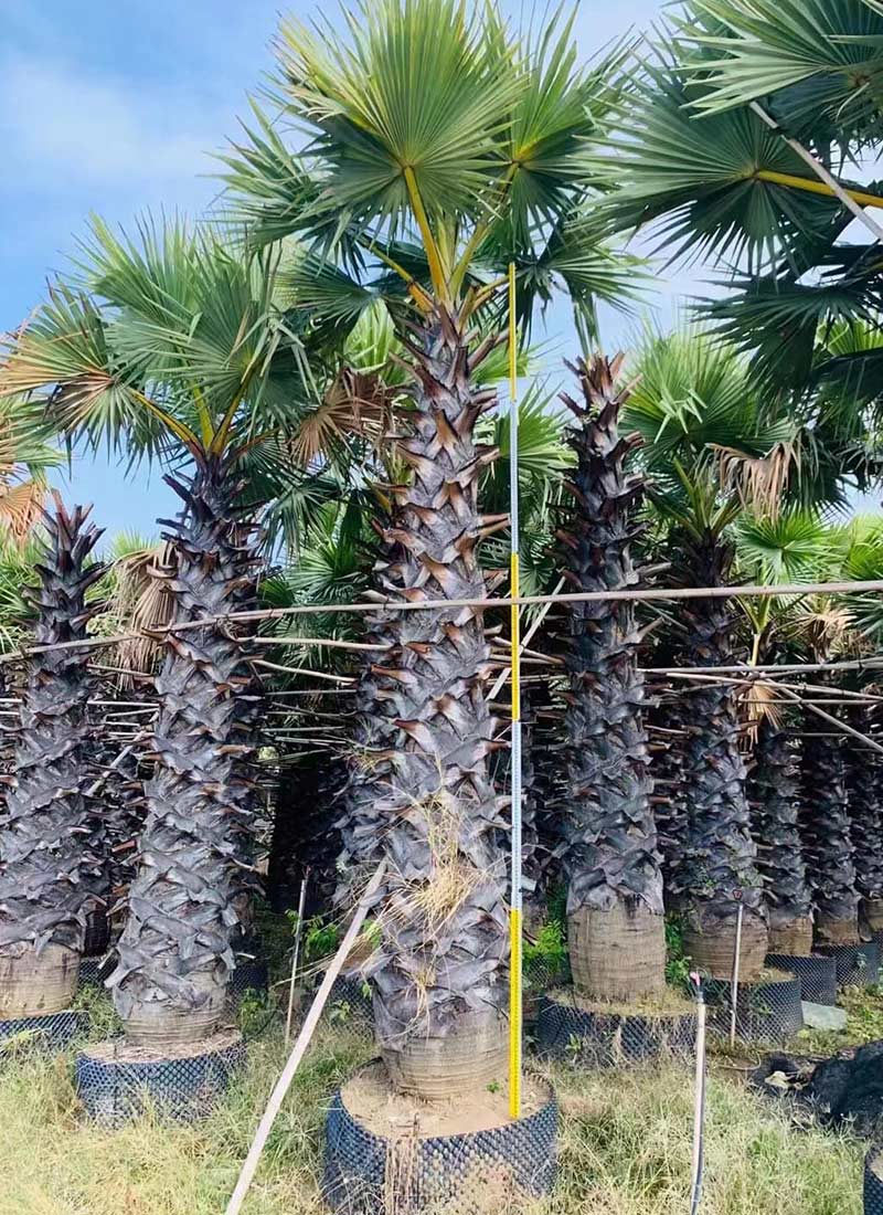 Borassus Flabillifera