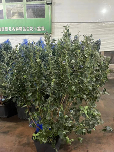 Il vaccino spp. ,Mirtillo