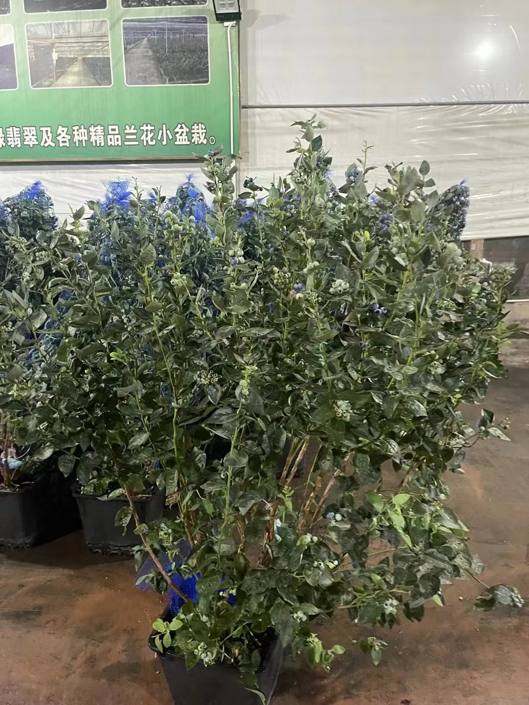 Il vaccino spp. ,Mirtillo