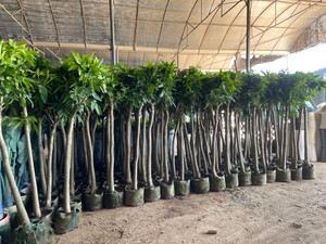 Mangifera indica, манговые деревья