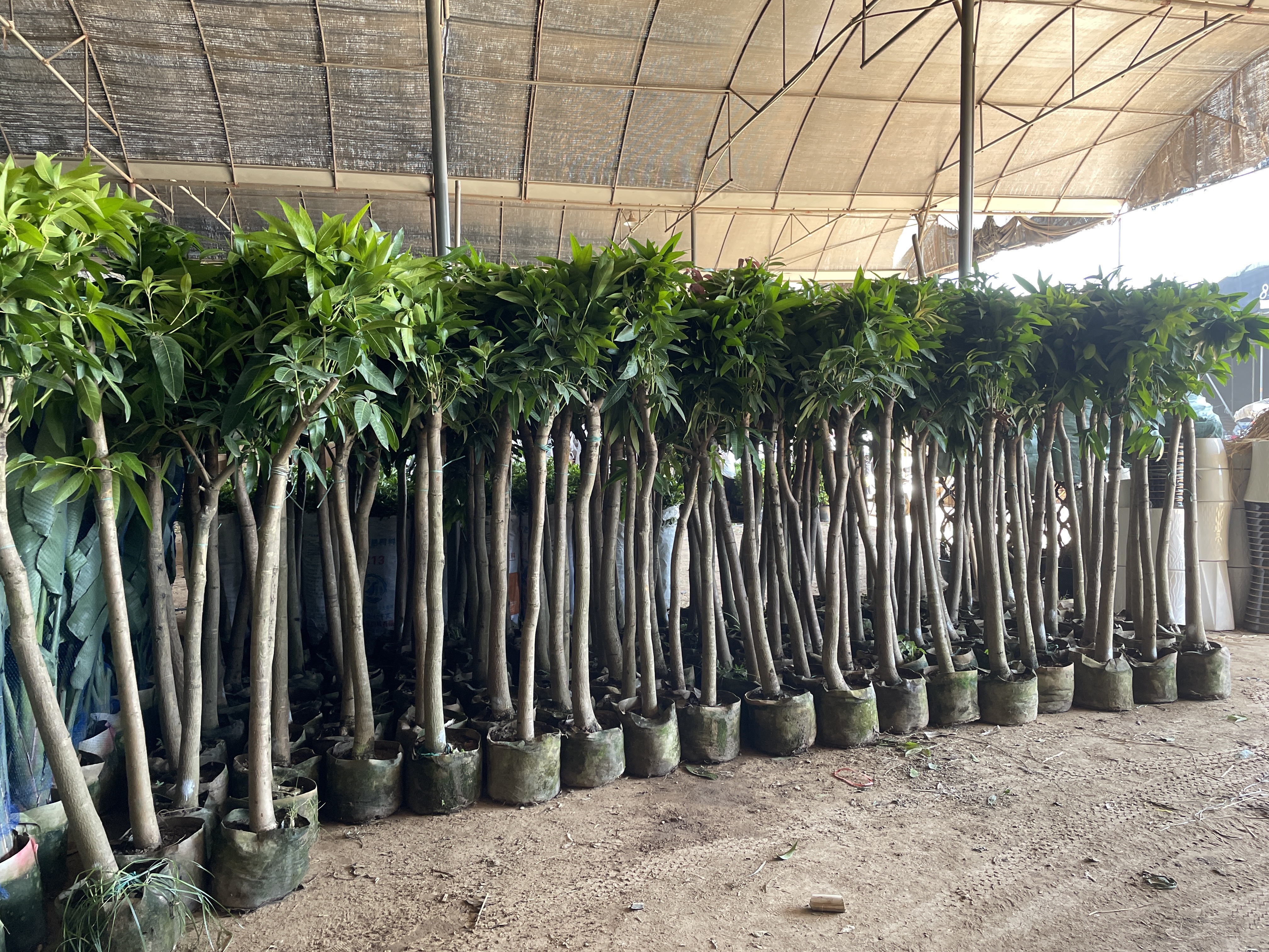 Mangifera indica, Mangobäume