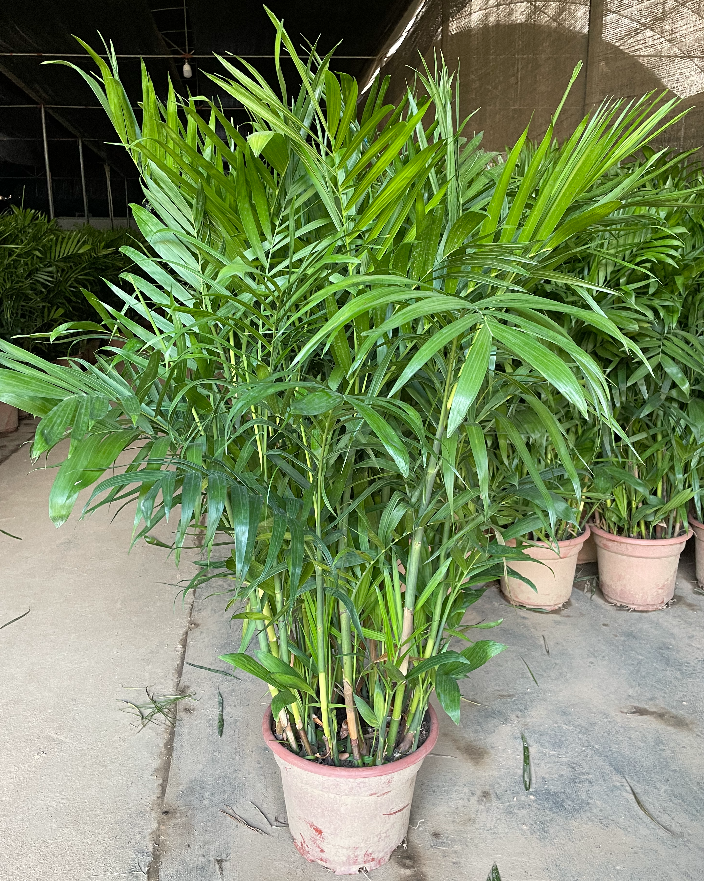 Pritchardia Gaudichaudii