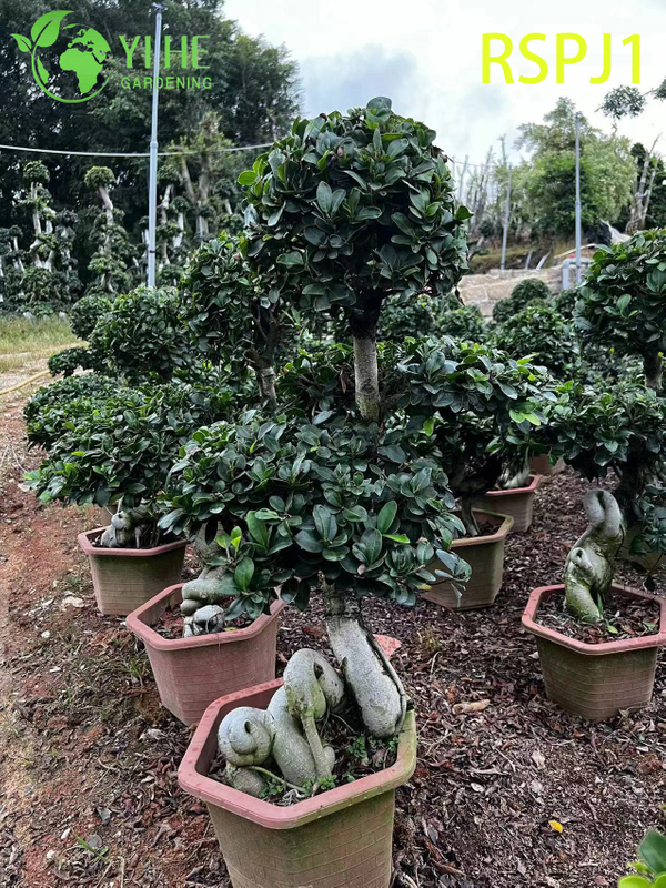 Th&acirc;n c&acirc;y dệt d&agrave;y C&acirc;y Ficus nghệ thuật cao Một c&acirc;y cảnh sống tr&ecirc;n s&agrave;n trong nh&agrave;