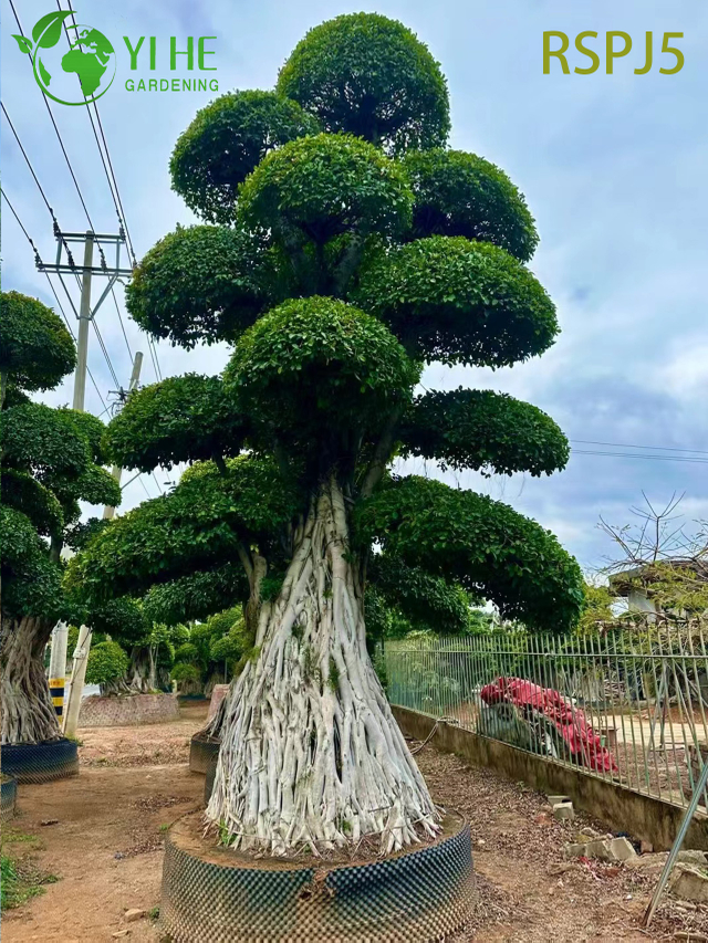 Gigantesco albero di ficus artistico alto in stile banyan, un bonsai vivo da pavimento per interni 
