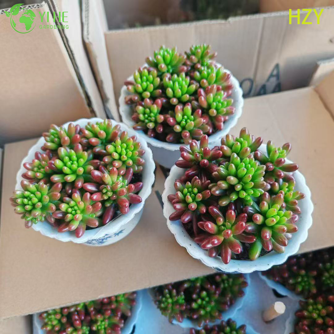 B&aacute;n bu&ocirc;n c&acirc;y đậu đỏ sống mọng nước Sedum Rubrotinctum Bonsai