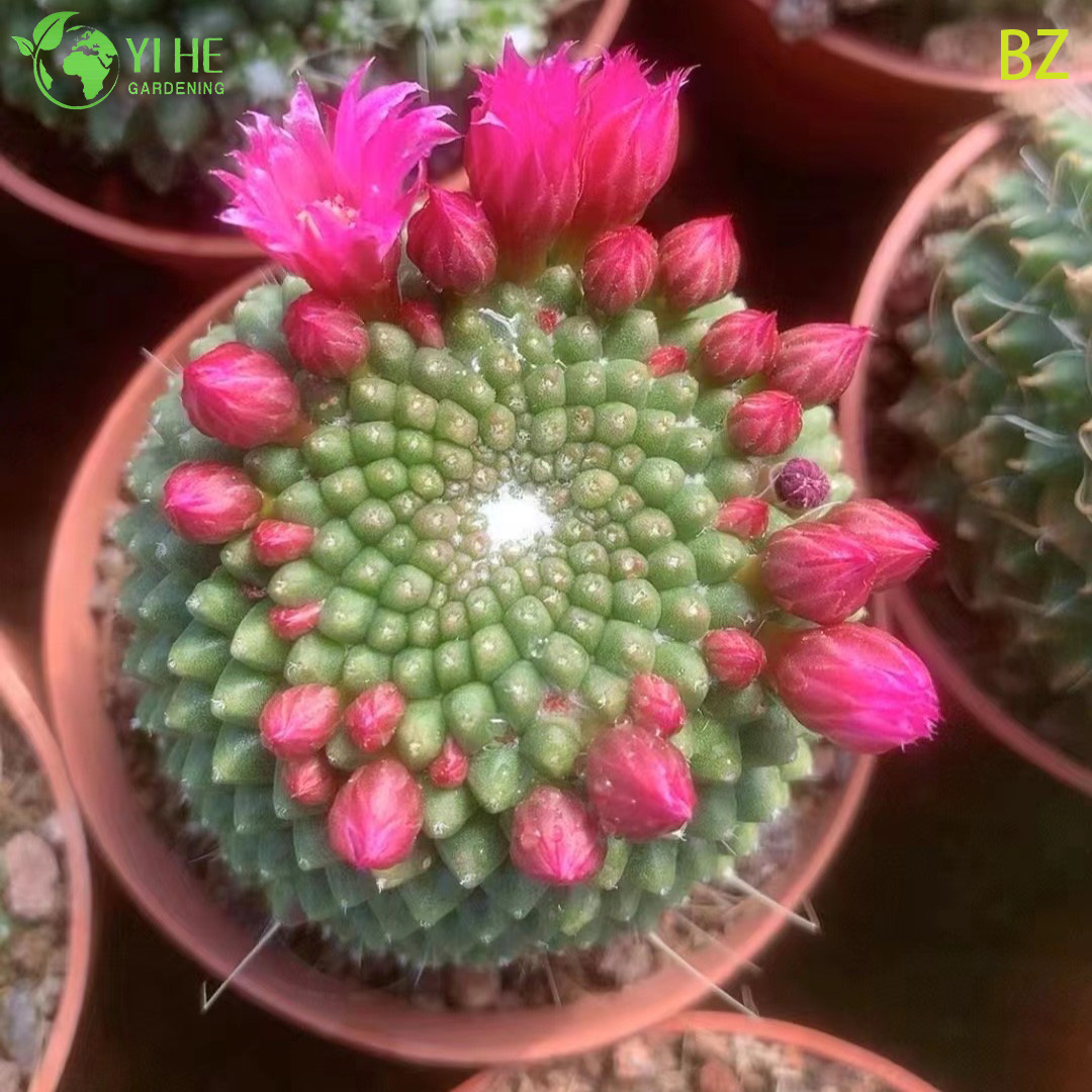Couronne de fleurs roses, Cactus, plante vivante, Mammillaria Spinosissima, bonsa&iuml;, vente en gros