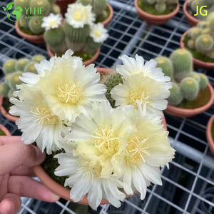 Оптовая продажа живого цветущего кактуса с большими белыми желтыми цветами бонсай