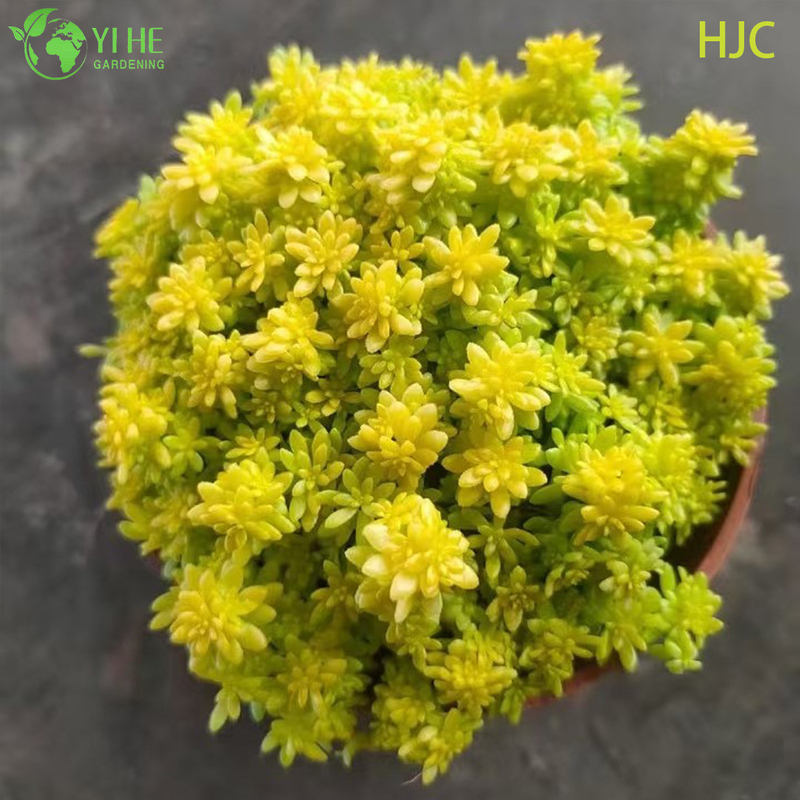 थोक गोल्डन जापानी स्टोनक्रॉप लाइव प्लांट सेडम ग्राउंडकवर बोनसाई