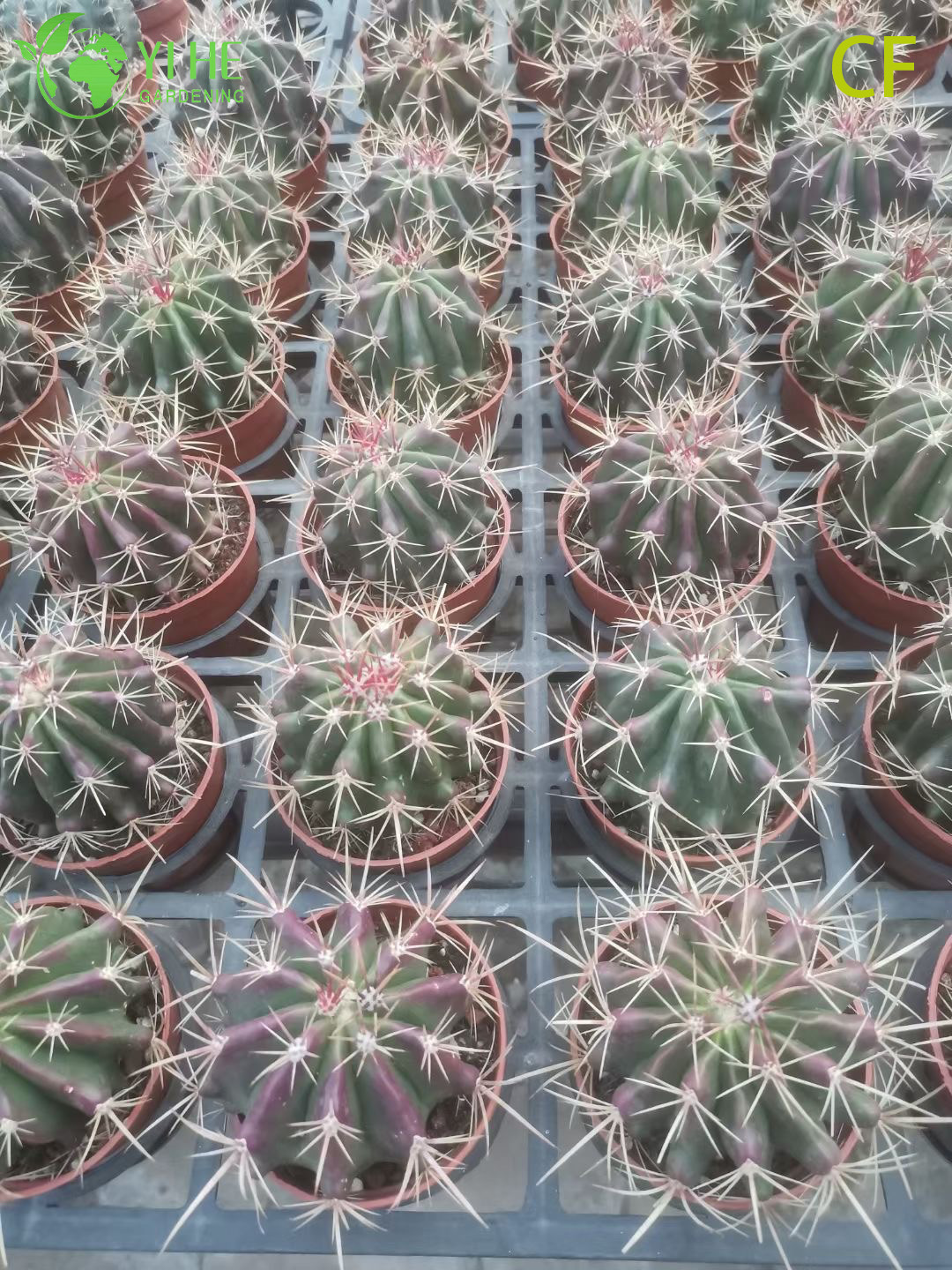 የጅምላ ቀይ ፊኒክስ Echeveria የቀጥታ ሱኩሌንት Fiery Rosette Bonsai