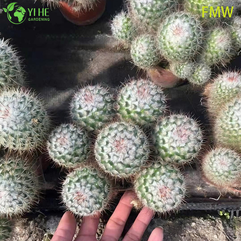 Toptan Ferocactus Setispinus B&uuml;k&uuml;lm&uuml;ş Kaburga Kakt&uuml;s Canlı Bitki Bonsai