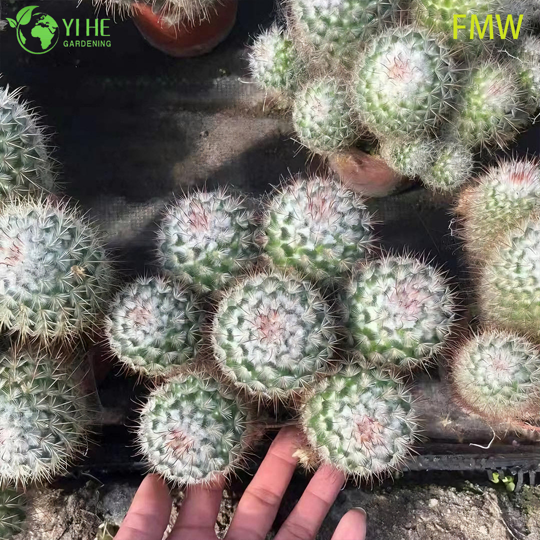 Toptan Ferocactus Setispinus B&uuml;k&uuml;lm&uuml;ş Kaburga Kakt&uuml;s Canlı Bitki Bonsai