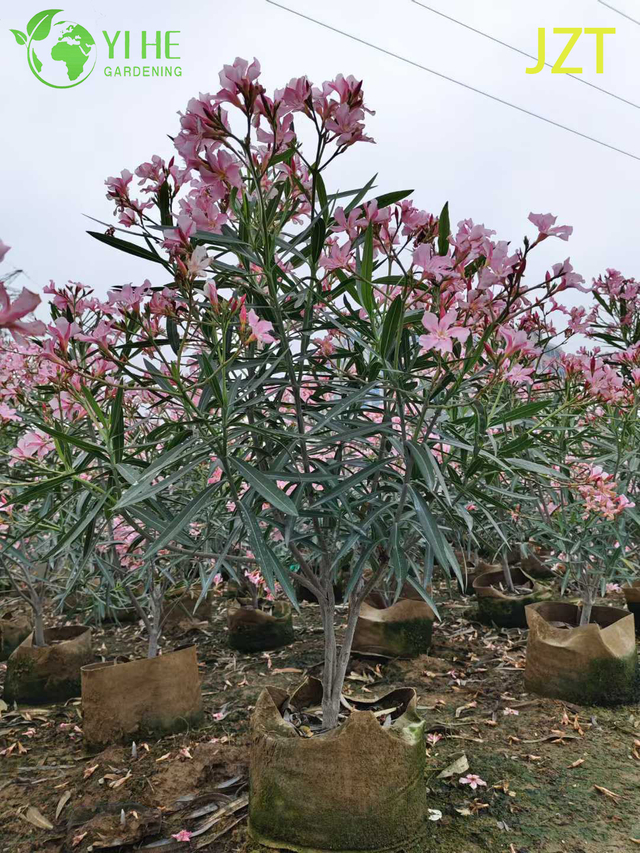 Hurtowy standard r&oacute;żowego drzewa oleandrowego do bonsai do kształtowania krajobrazu na zewnątrz