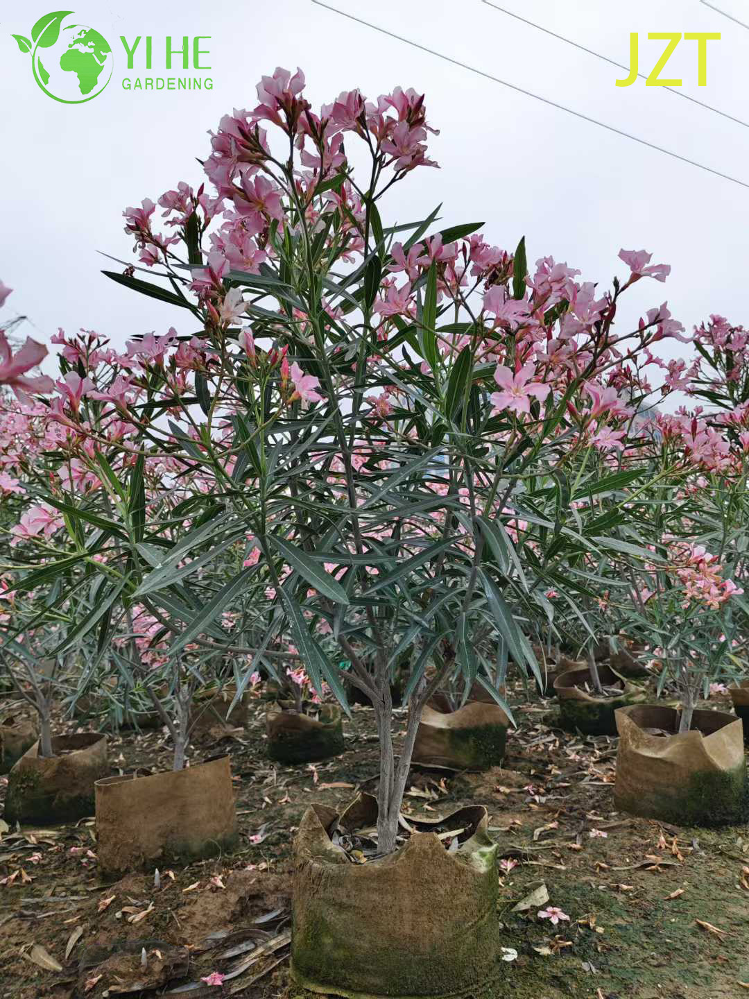 Est&aacute;ndar al por mayor del &aacute;rbol de adelfa rosada para bonsais de paisajismo al aire libre