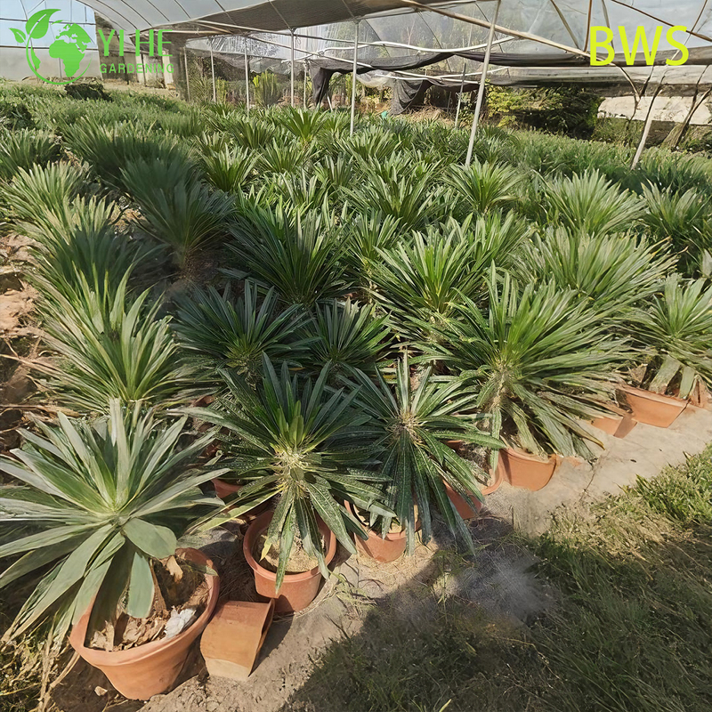 ปาล์มมาดากัสการ์สด บอนไซลำต้นมีหนามสูง Pachypodium ฉ่ำ